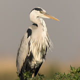 Grumpy Grey Heron