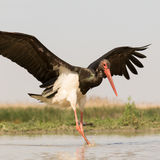 Black Stork fishing
