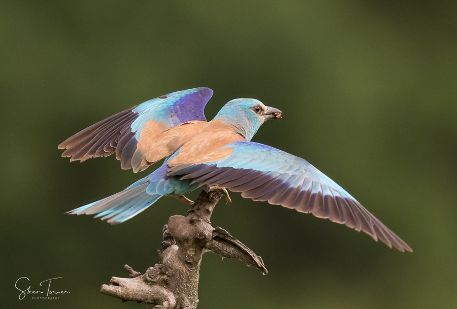 Roller on a branch