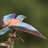 Roller on a branch