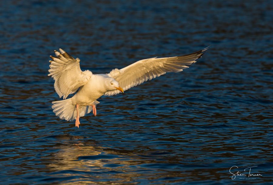Herring gull in evening light