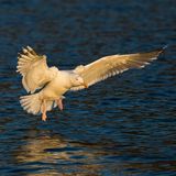 Herring gull in evening light