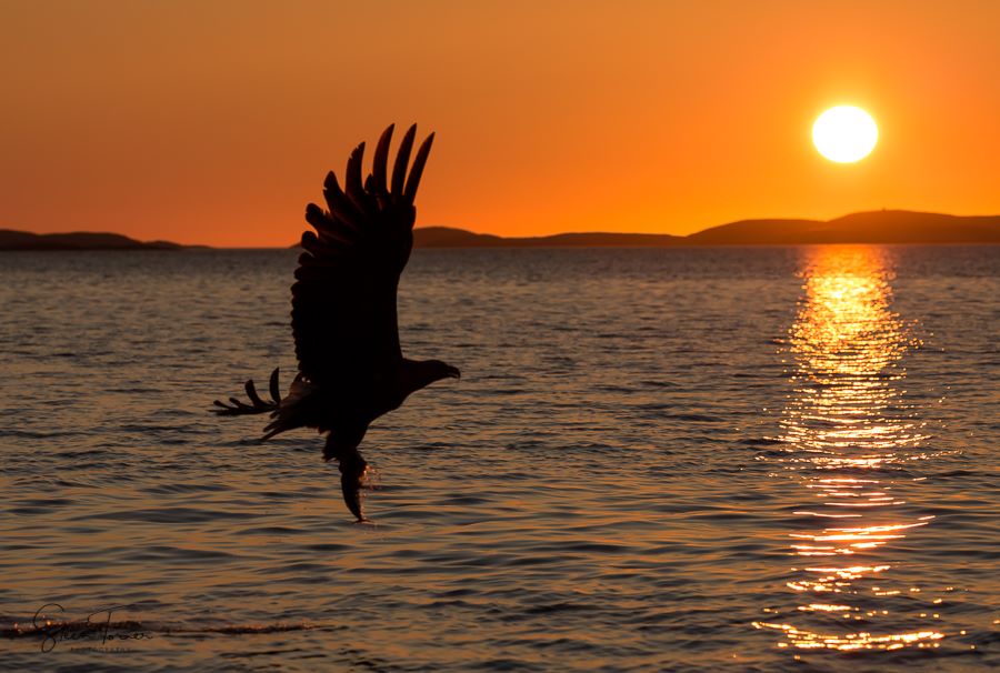 White-tailed eagle in silhouette