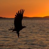 White-tailed eagle in silhouette