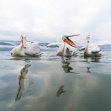 Dalmatian Pelicans