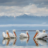 Dalmatian Pelicans
