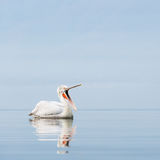 Angry pelican