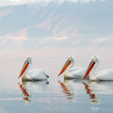 Dalmatian Pelicans