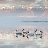 Dalmatian Pelicans in sunset