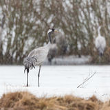 Common crane in sleet