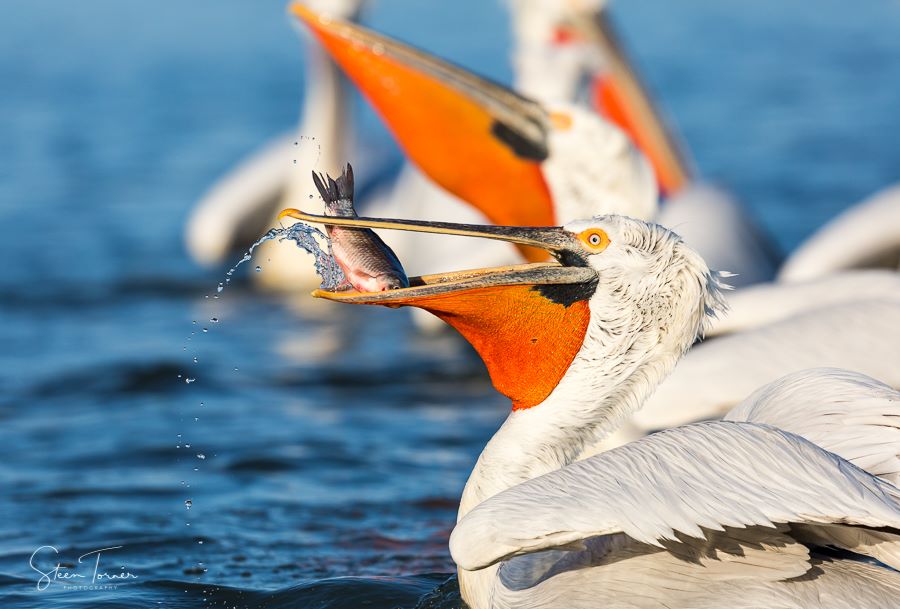 Dalmatian Pelican catching fish