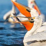 Dalmatian Pelican catching fish