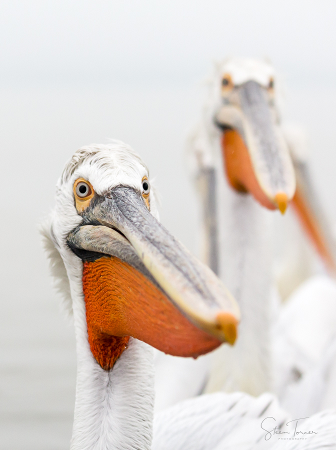 Dalmatian Pelicans