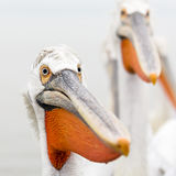 Dalmatian Pelicans