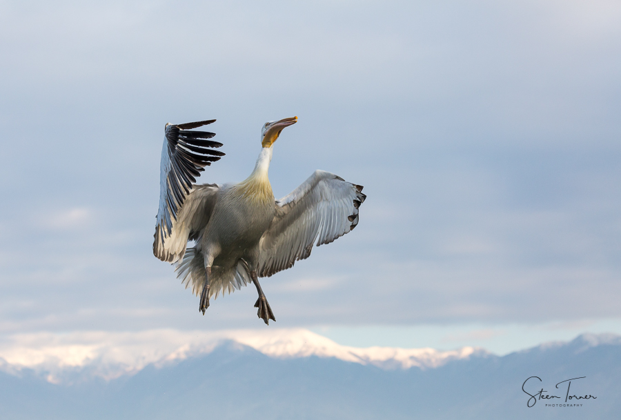 Dalmatian Pelican in the air