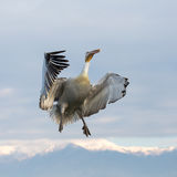 Dalmatian Pelican in the air