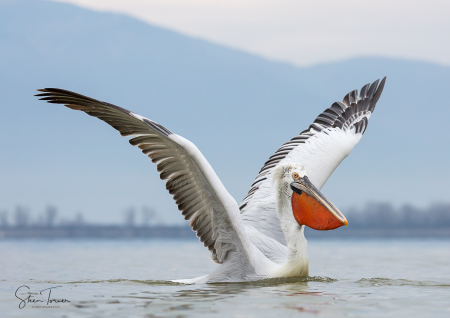 Impressive wingspan