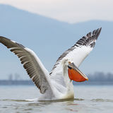 Impressive wingspan