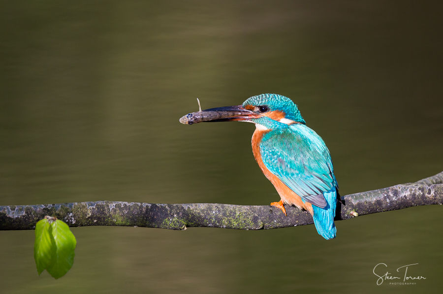 Kingfisher with catch
