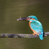 Kingfisher with catch