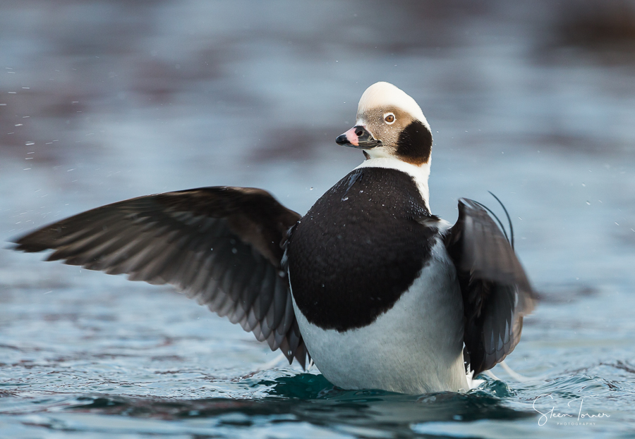 Long-tailed Duck