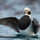 Long-tailed Duck