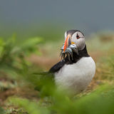 Puffin with sandeels