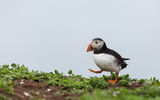Skomer Islands, Wales