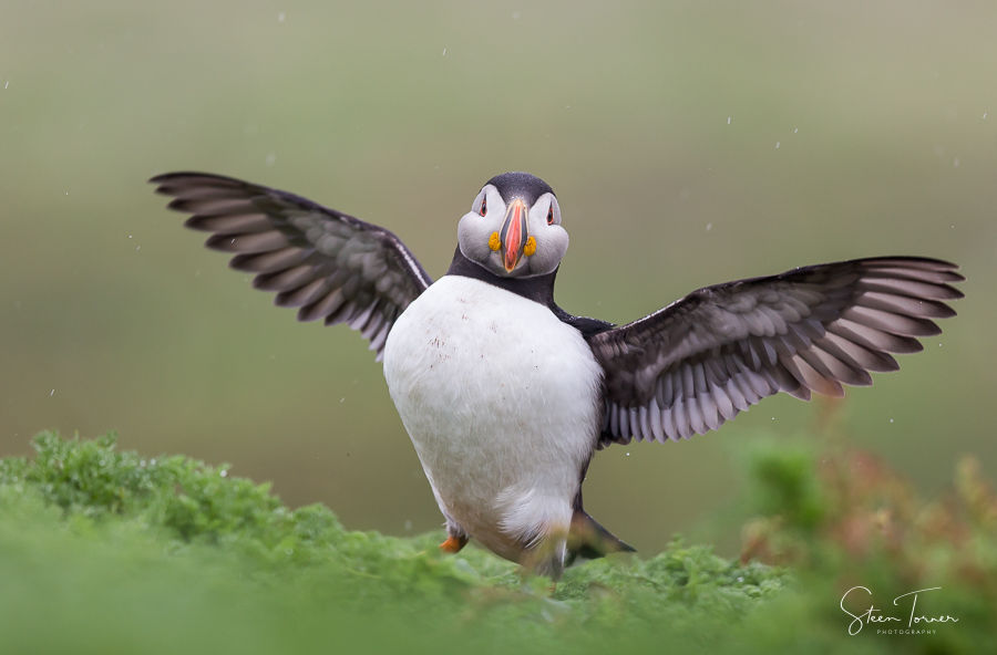 Puffin in the rain