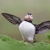 Puffin in the rain