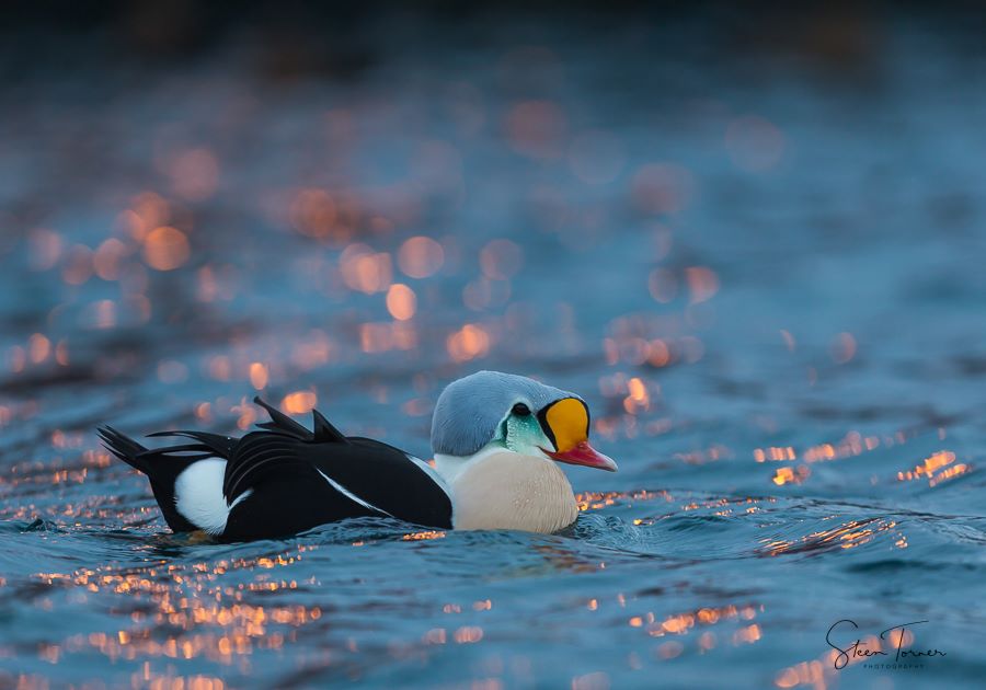 King Eider