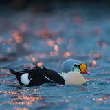 King Eider