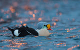 Baatsfjord, Varanger, Norway