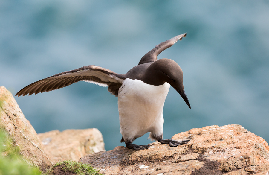 Guillemot