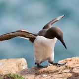 Guillemot