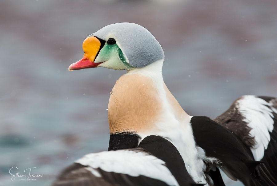 King Eider raise