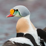 King Eider raise