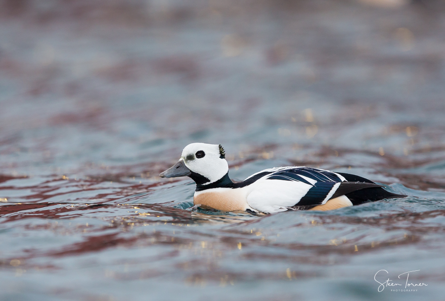 Stellers Eider