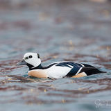 Stellers Eider