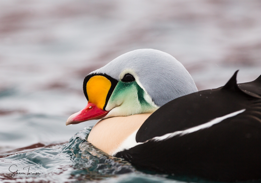 King Eider