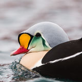 King Eider