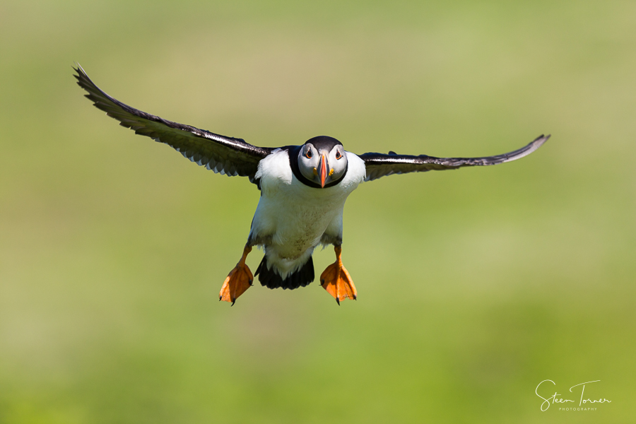 Puffin in flight