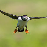 Puffin in flight