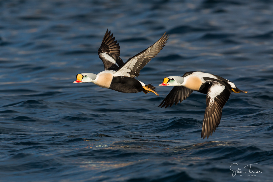 King Eiders in flight