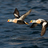 King Eiders in flight
