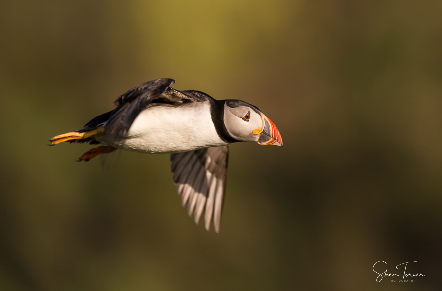 Puffin in flight