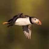 Puffin in flight