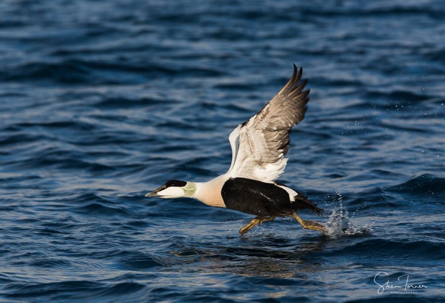 Common Eider taking off
