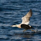Common Eider taking off