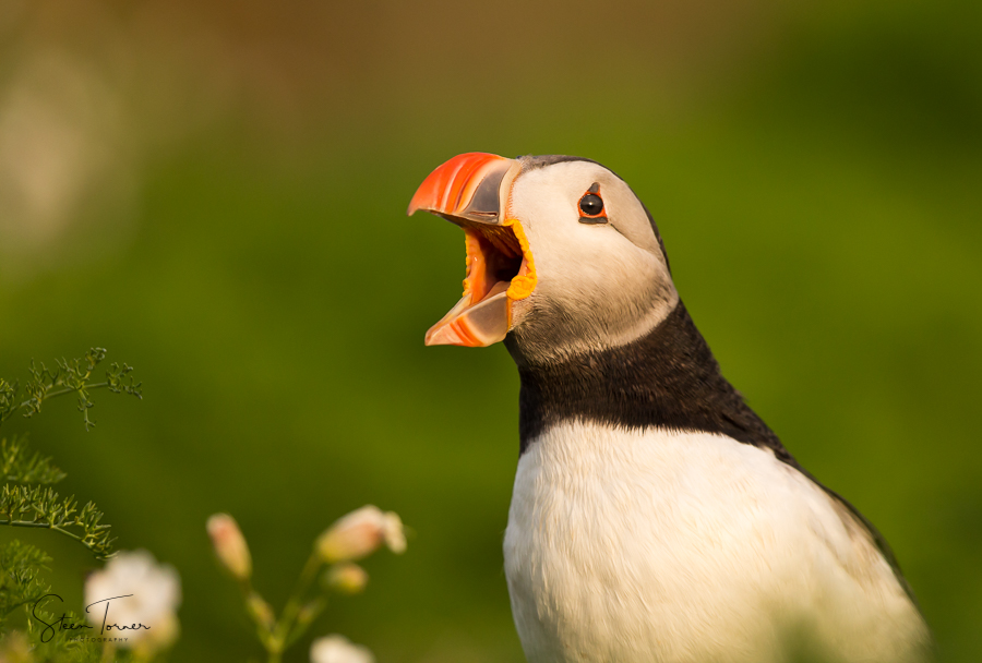 Screaming Puffin